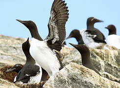 Common Murre