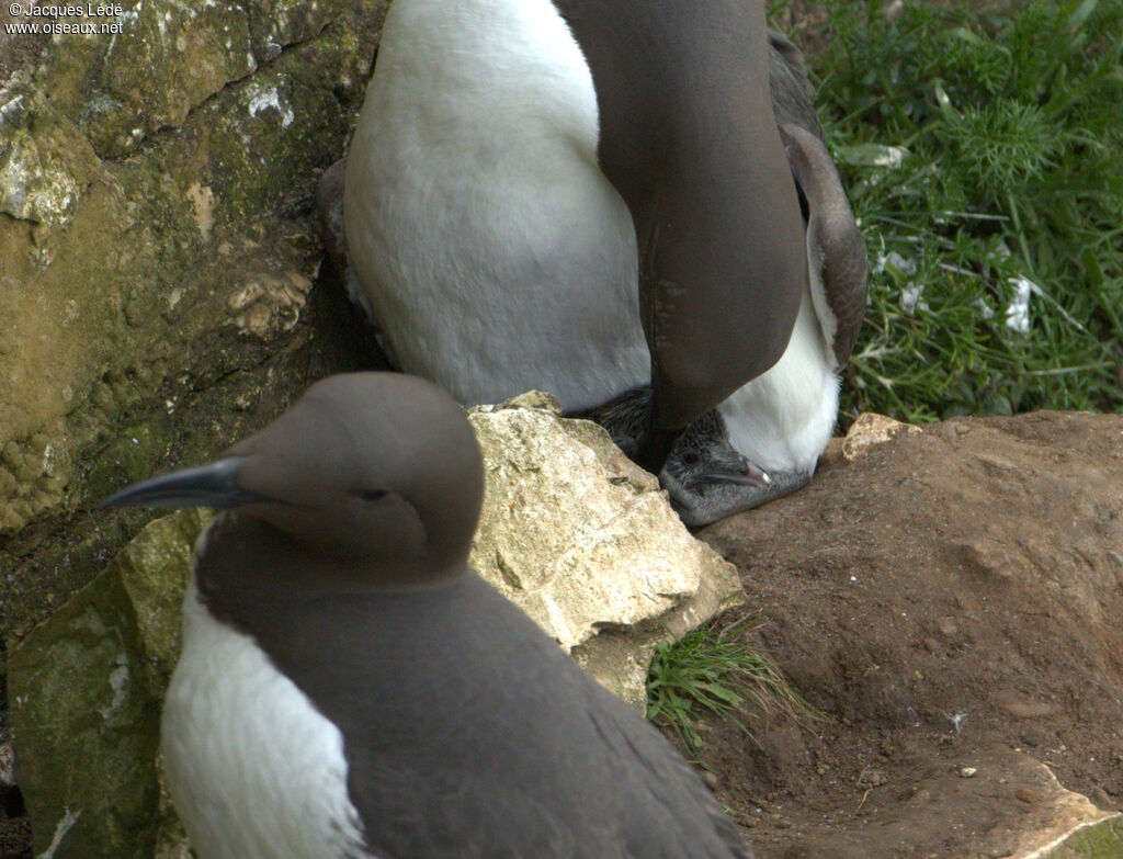 Common Murre