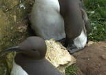 Guillemot de Troïl