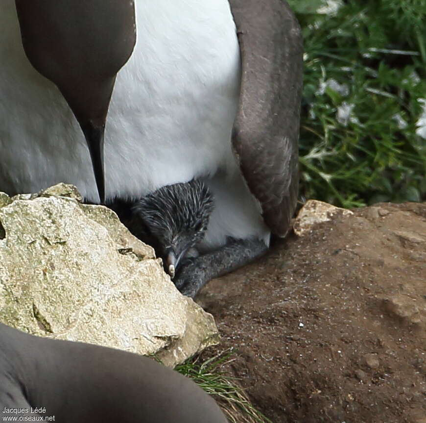 Common MurrePoussin, Reproduction-nesting