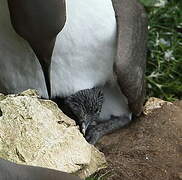 Guillemot de Troïl