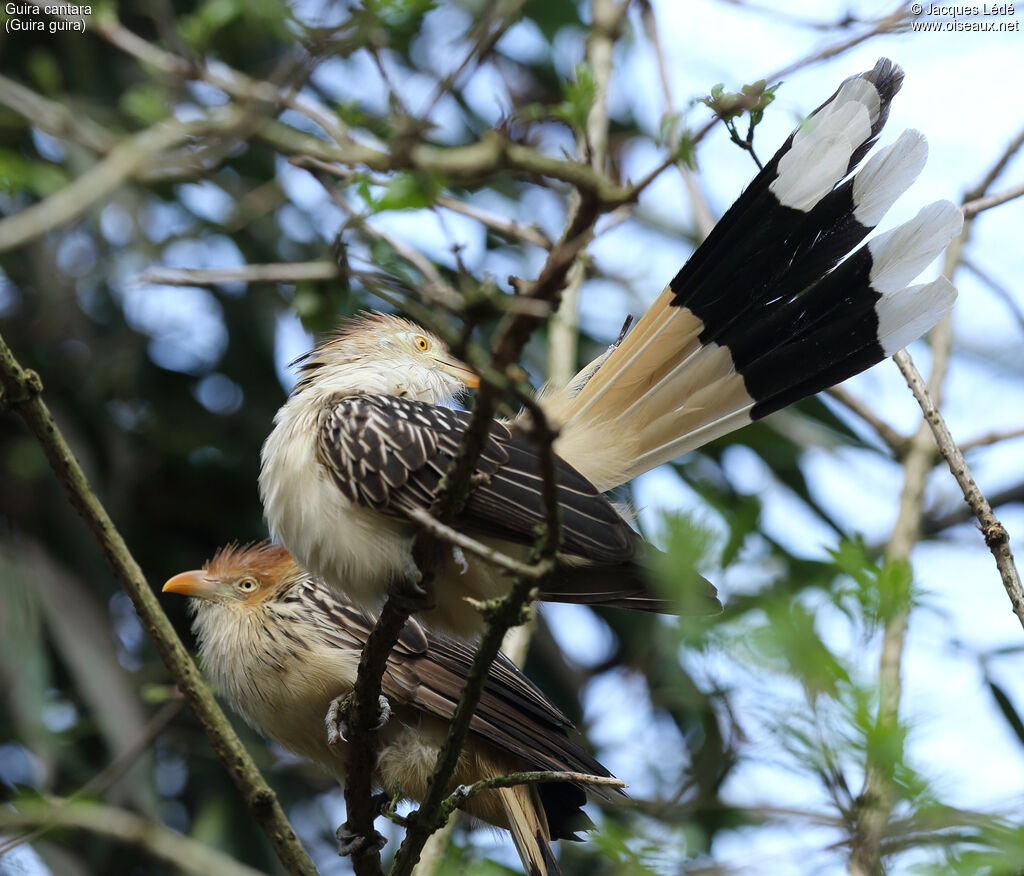 Guira Cuckoo