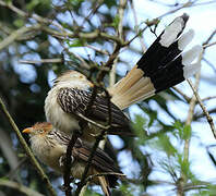 Guira Cuckoo