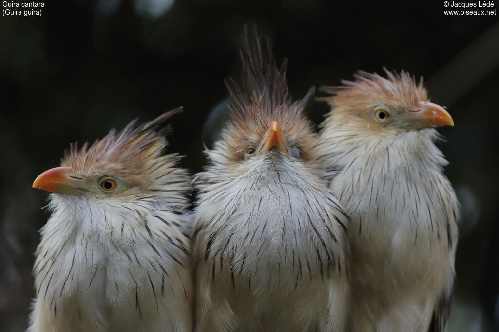 Guira Cuckoo