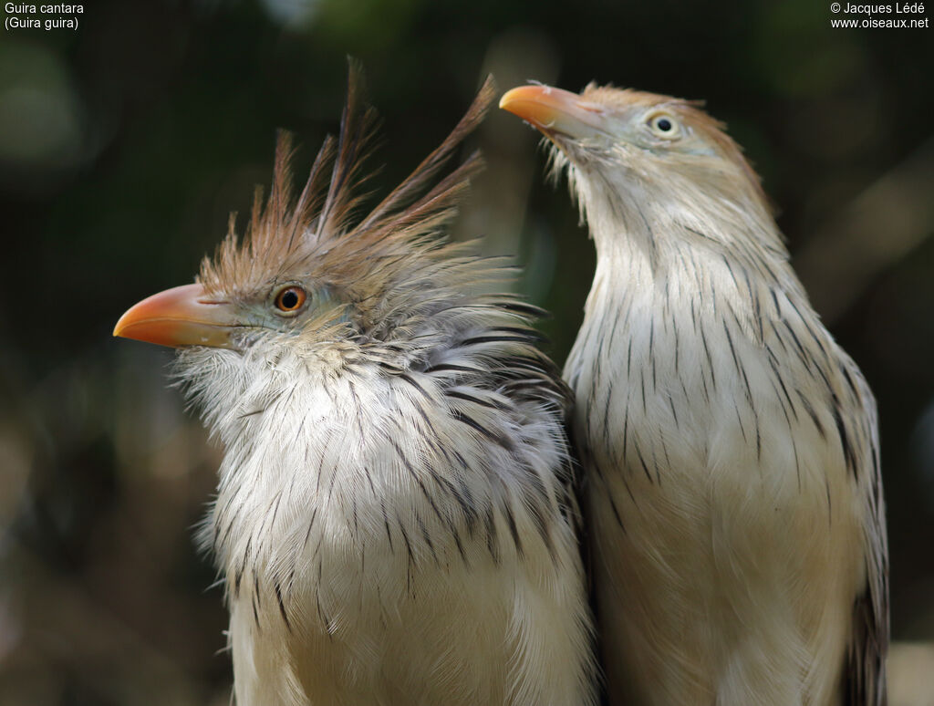 Guira Cuckoo