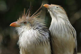 Guira Cuckoo