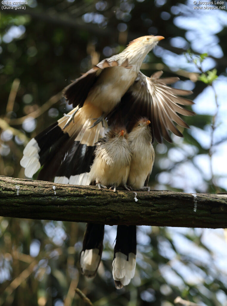 Guira Cuckoo