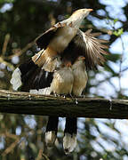 Guira Cuckoo