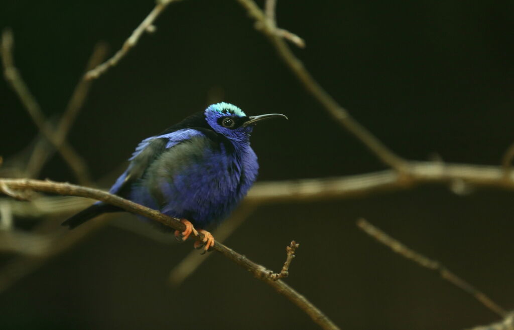 Red-legged Honeycreeper