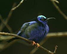 Red-legged Honeycreeper