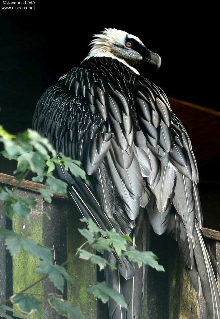 Bearded Vulture