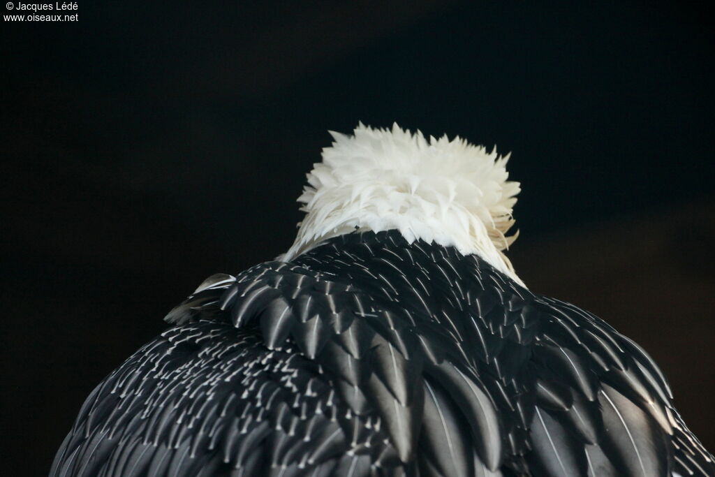 Gypaète barbu