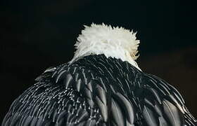 Bearded Vulture