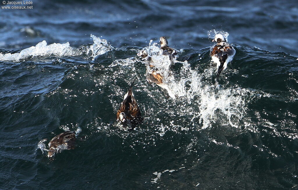 Long-tailed Duck