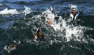 Long-tailed Duck