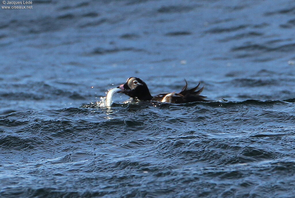 Long-tailed Duck