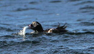 Long-tailed Duck