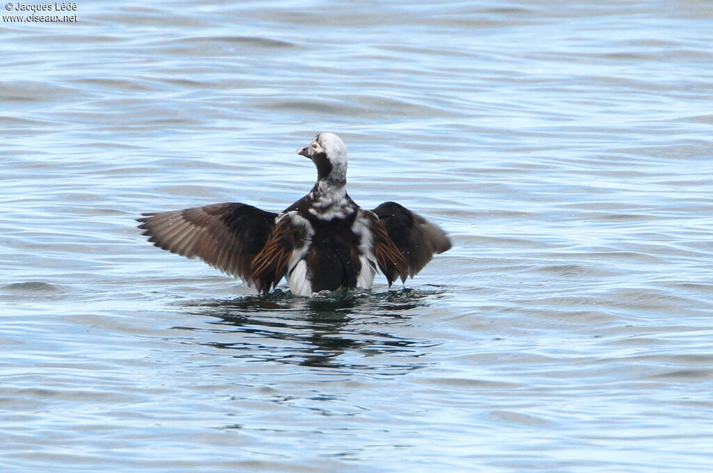 Long-tailed Duck