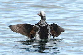 Long-tailed Duck