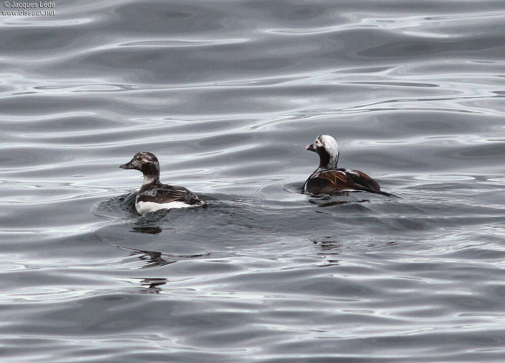 Long-tailed Duck