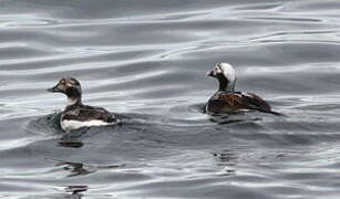 Long-tailed Duck