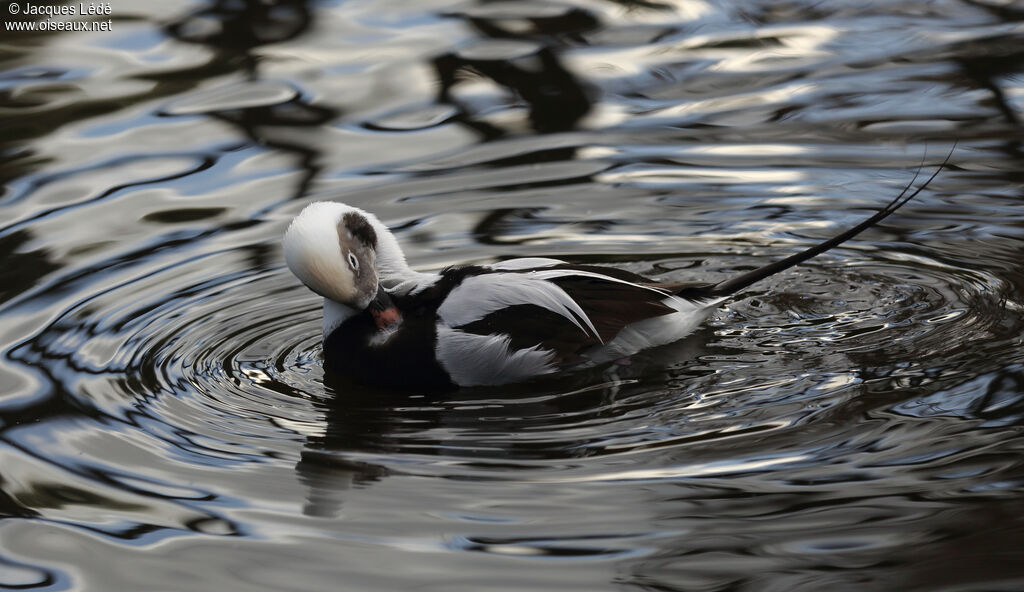 Long-tailed Duck