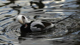 Long-tailed Duck