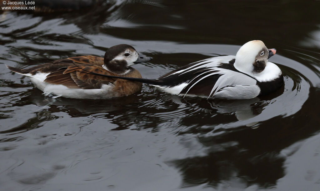 Long-tailed Duck