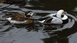 Long-tailed Duck