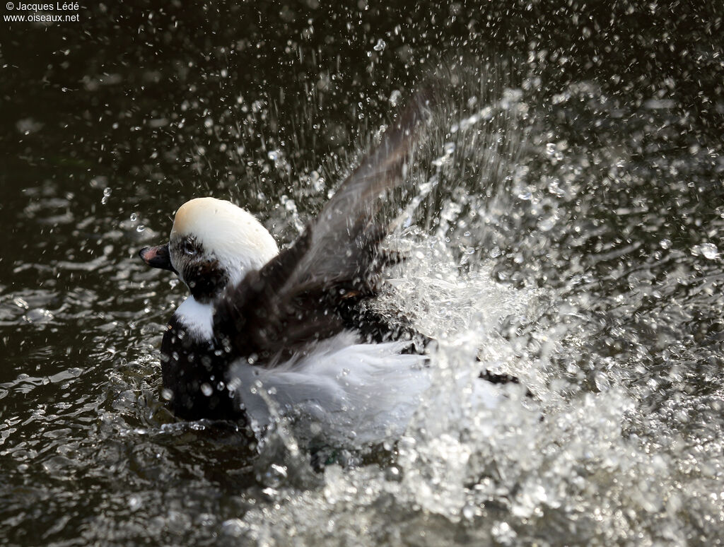 Long-tailed Duck