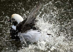 Long-tailed Duck