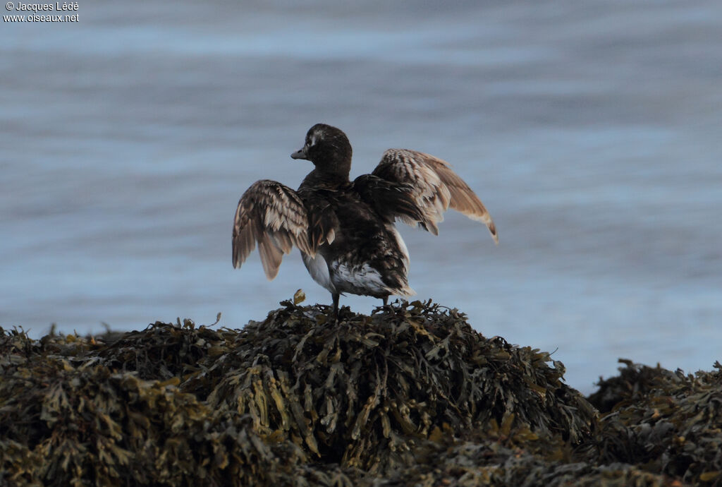 Long-tailed Duck