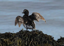 Long-tailed Duck