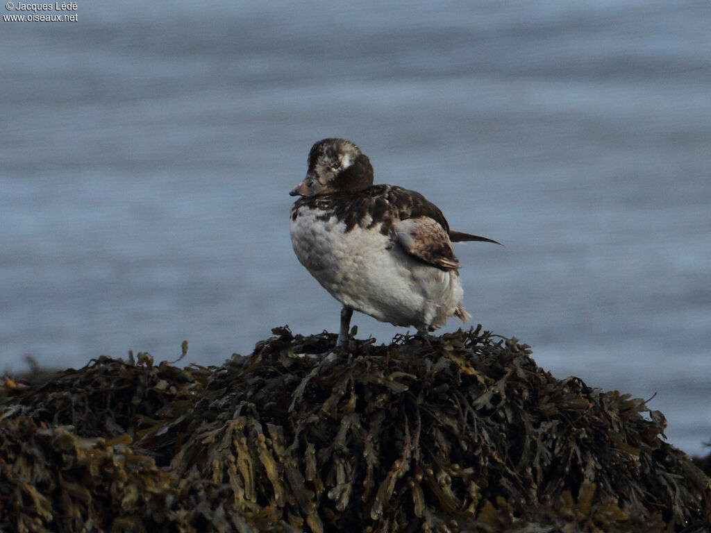 Long-tailed Duck