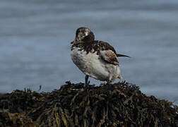 Long-tailed Duck