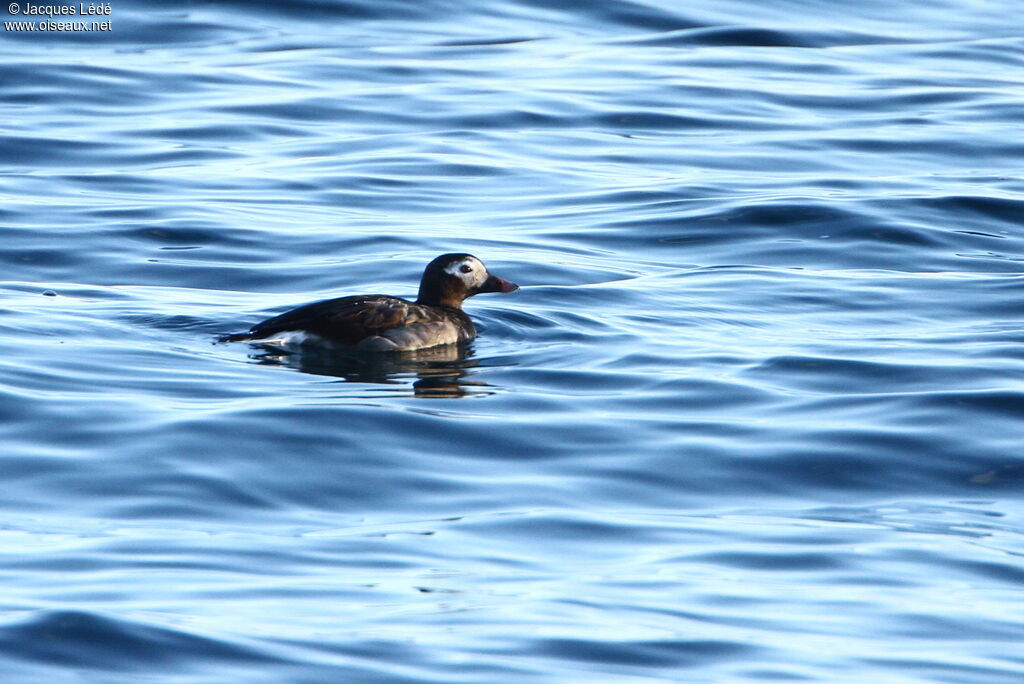 Long-tailed Duck