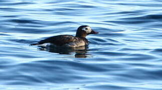 Long-tailed Duck