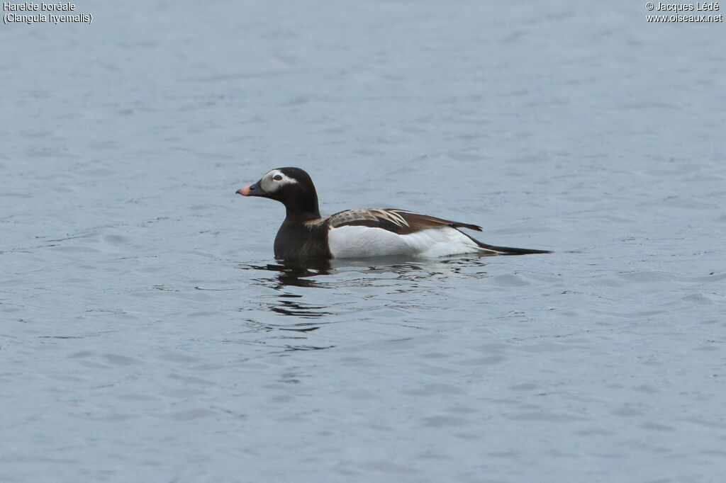 Long-tailed Duck