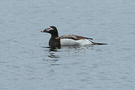 Long-tailed Duck