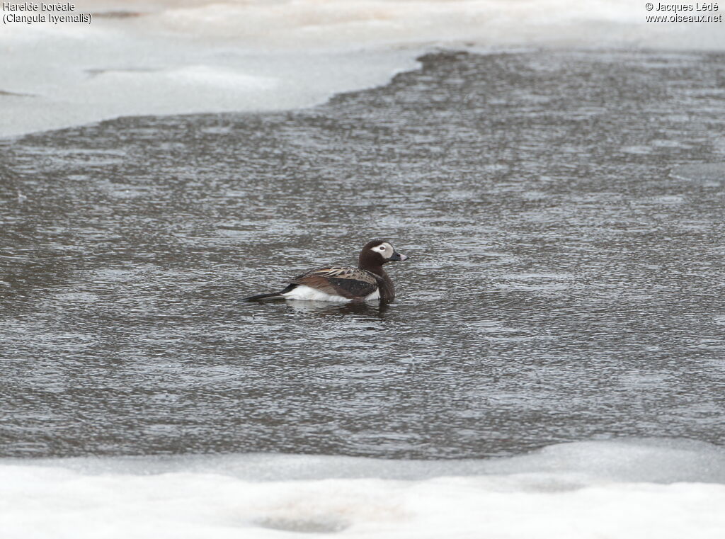 Long-tailed Duck