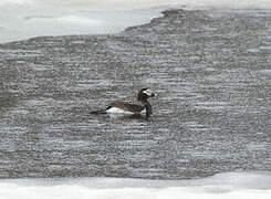 Long-tailed Duck