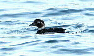 Long-tailed Duck