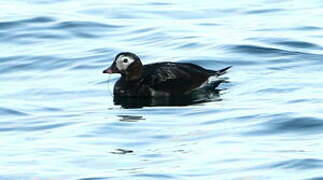 Long-tailed Duck