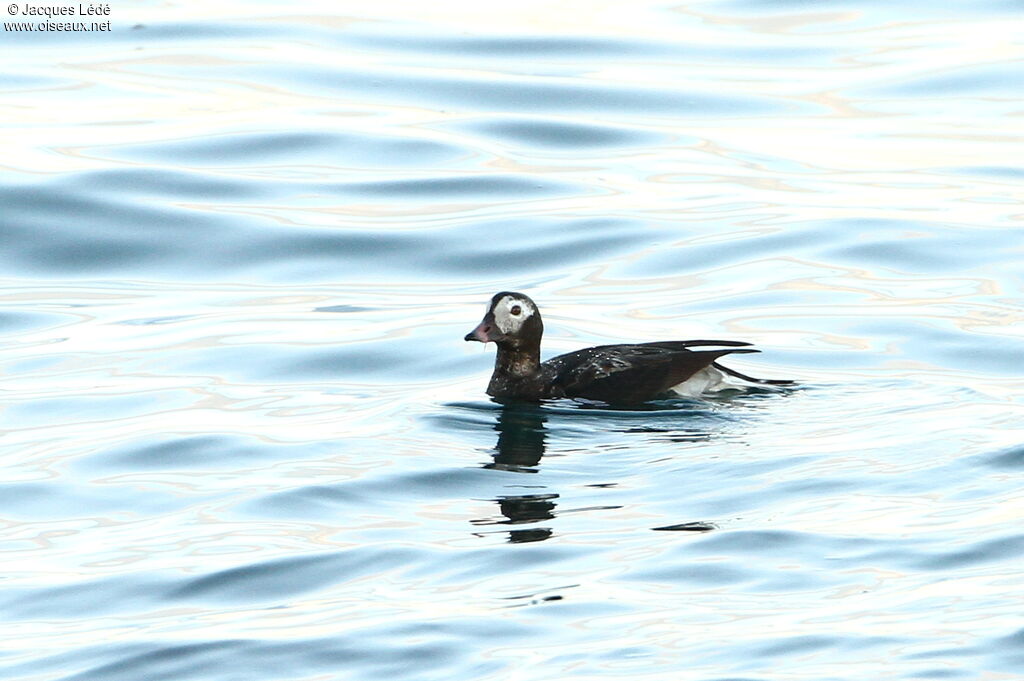 Long-tailed Duck