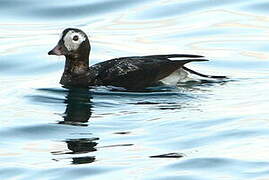 Long-tailed Duck