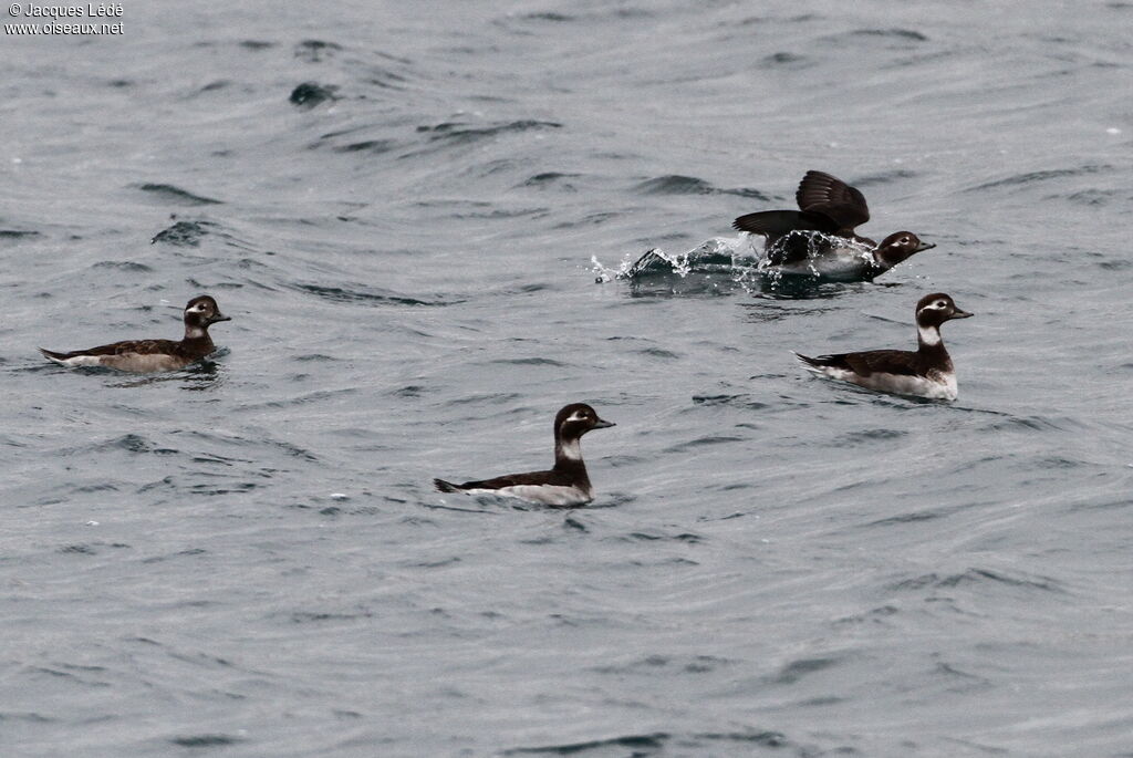 Long-tailed Duck