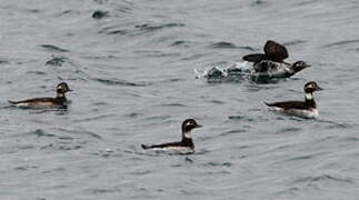 Long-tailed Duck