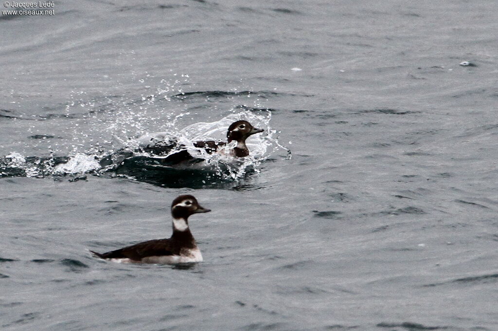 Long-tailed Duck