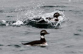 Long-tailed Duck