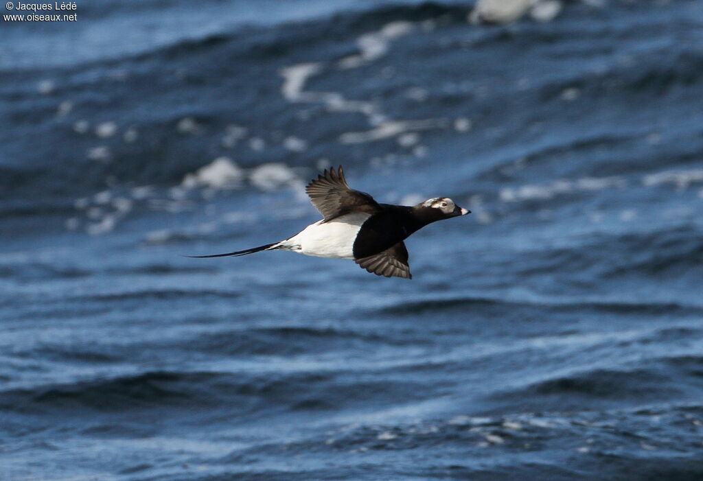 Long-tailed Duck